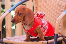 Dachshund puppies are raised💕Delivery possible🌎 Image eClassifieds4U