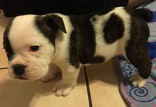 Gorgeous English Bulldog puppies available￼ Email at ⇛⇛[brookthomas490@gmail.com] Image eClassifieds4U