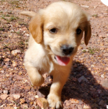 Gorgeous Golden retriever puppies available Image eClassifieds4u 3