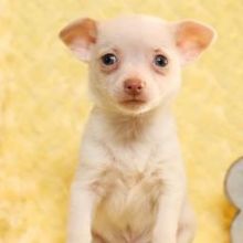Healthy Chihuahua pups ready for new homes￼Email at ⇛⇛[brookthomas490@gmail.com]💕 Image eClassifieds4u 2