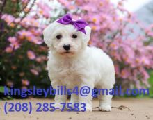 Macy is the most fluffy Pomapoo! Image eClassifieds4U