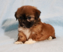 Male and female Shih tzu puppies Image eClassifieds4u 2