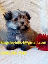 Maltipom , Millie has a beautiful fluffy coat, Image eClassifieds4U