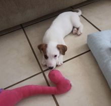 MINIATURE JACK RUSSELL TERRIER PUPPIES Image eClassifieds4U