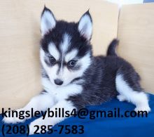 Pomsky Meet adorable little Samantha!! Image eClassifieds4U