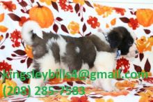 Saint Bernard Ernest is a handsome boy and is the big gentle Image eClassifieds4U