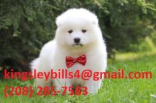 Samoyed gorgeous snow white coat! Image eClassifieds4U