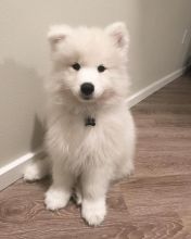 Snow white Samoyed Puppies availableđź’•Delivery possible Image eClassifieds4U
