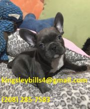 stunning excellent quality pups, Image eClassifieds4U
