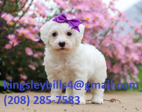 Macy is the most fluffy Pomapoo! Image eClassifieds4u