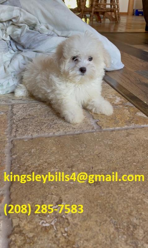 Males plus one female Maltese Image eClassifieds4u