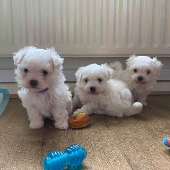 Maltipoo Puppies Available💕Delivery possible🌎 Image eClassifieds4u