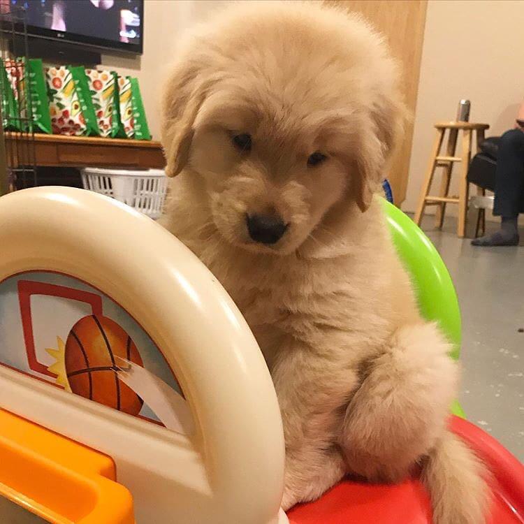 Purebred Golden Retriever Puppies Looking For New Home. Image eClassifieds4u