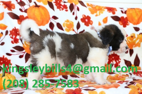 Saint Bernard Ernest is a handsome boy and is the big gentle Image eClassifieds4u