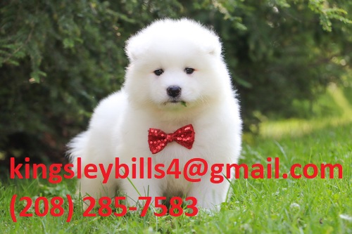 Samoyed gorgeous snow white coat! Image eClassifieds4u