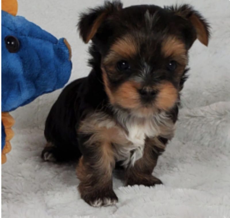 Teacup Yorkie puppies Image eClassifieds4u