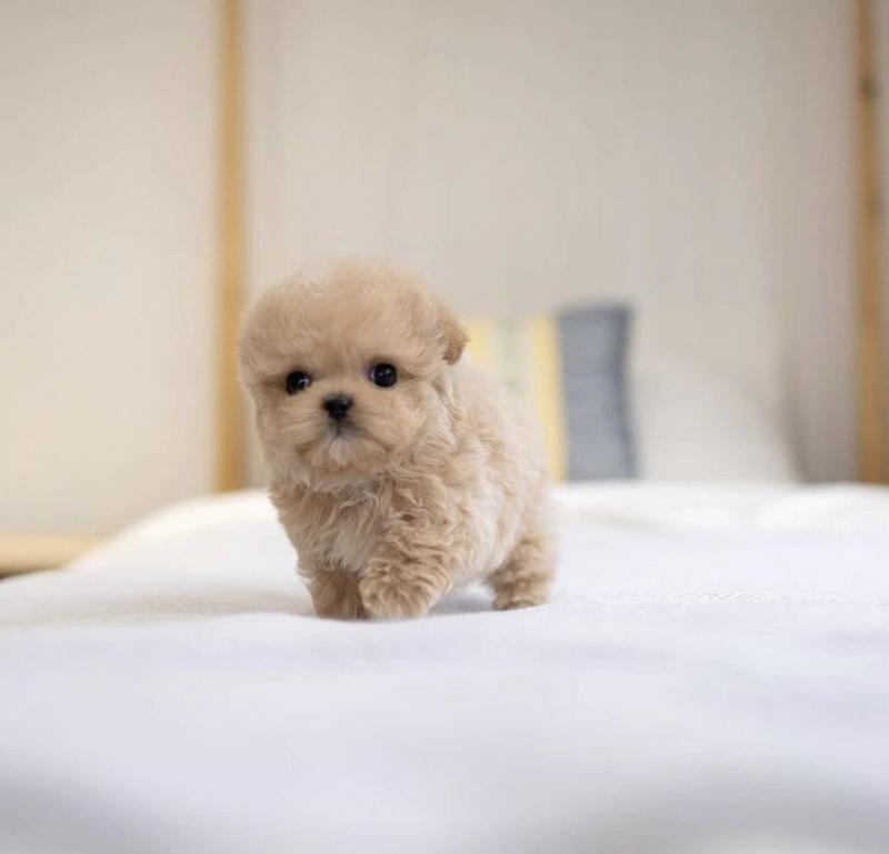 Toy Poodle Puppies✿✿ Email at ⇛⇛ [brookthomas490@gmail.com] Image eClassifieds4u