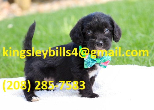 Yorki Poo He is a super cute little guy with an outgoing, Image eClassifieds4u