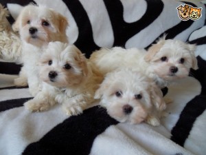 Miniture Bolognese Puppies **** Image eClassifieds4u