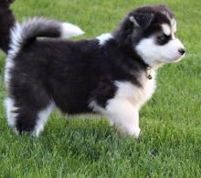 Male and Female Siberian Husky Puppies Charlottetown