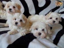 Miniture Bolognese Puppies ****