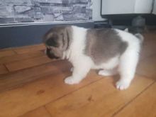 Adorable Akita Puppies For Adoption