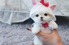 Adorable maltese puppies for adoption @@ Woodstock