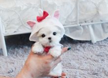 Adorable outstanding Maltese puppies