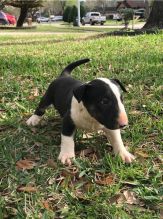 Amazing Bullterrier Puppies