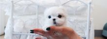 Awesome T-Cup Maltese Puppies Available @@ Kingston