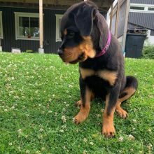 Beautiful male and female Rottweiler puppies.