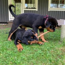 Beautiful male and female Rottweiler puppies.