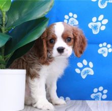 Cavalier King CharPuppies ready for new families. (shaneltinsley@gmail.com) or text (951) 430-2313)