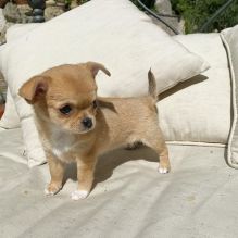 Chihuahua puppies available, current of vaccinations and potty trained. Feel free to contact .