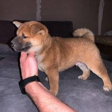 C.K.C MALE AND FEMALE SHIBA INU PUPPIES AVAILABLE