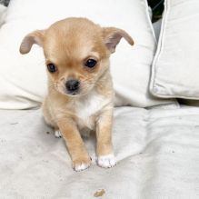 Cute and adorable Chihuahua puppies.