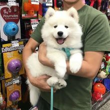 Cute Samoyed Puppies Available