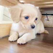 Dachshund puppies