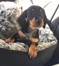 Fantastic Male Female Dachshund Puppies Now Ready For Adoption