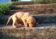 Gorgeous Bloodhound Puppies For Sale.!