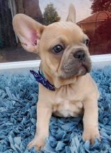 Gorgeous Full Pedigree French Bulldog Pups for Adoption