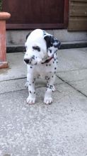 Outstanding Dalmatian Puppies Ready For Adoption