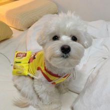 Pure White Maltese Ready For New Home