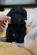 Purebred and Beautiful Goldendoodle Puppies