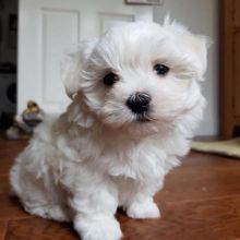 Quality Registered Maltese puppies