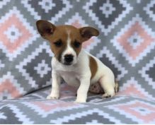 Remarkable Jack Russell Puppies Available