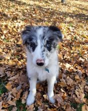 Super Border Collie puppies male and female ready for new homes