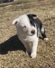 Temperate Border Collie Puppies For Adoption