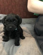 Tenacious Labradoodle Puppies For Adoption