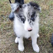 There are male and female Border Collie pups.